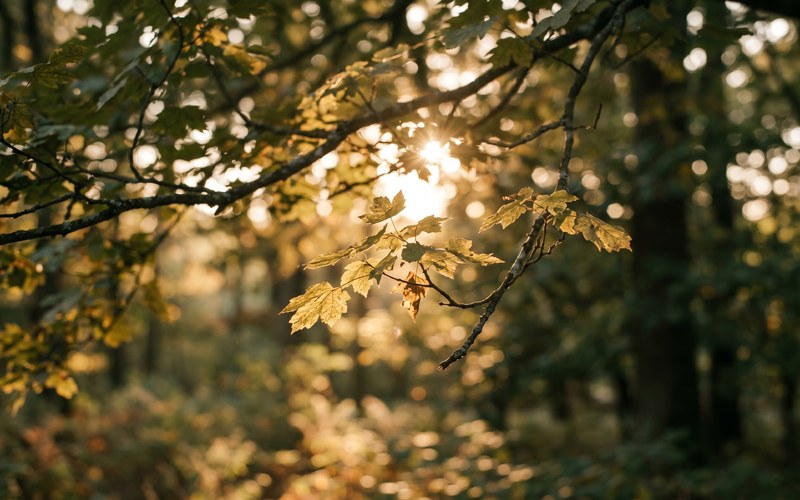 Sonnenlicht fällt durch die Äste eines großen Baumes — ruhige, warme Naturaufnahme als Sinnbild für Verwandtschaftslinien und Generationen